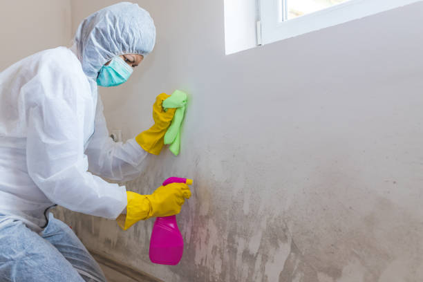 Why You Should Choose Our Mold Remediation Services in Linn, MO